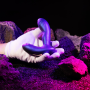 Анальная вибропробка с пульсацией Hueman - Galaxy Tapping Buttplug
