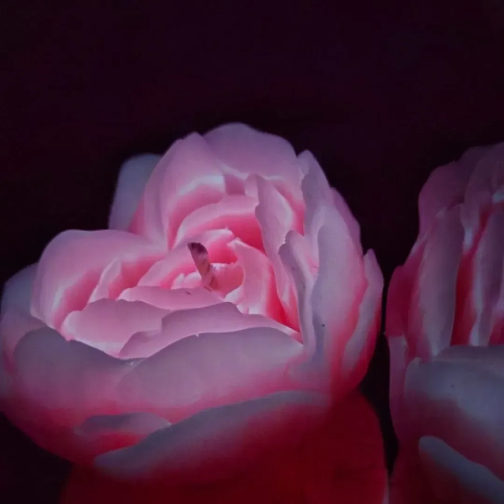Свеча роза люминесцентная GlowKink 62 г, низкотемпературная, L, для БДСМ, персиковая