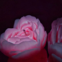 Свеча роза люминесцентная GlowKink 62 г, низкотемпературная, L, для БДСМ, персиковая