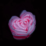 Свеча роза люминесцентная GlowKink 62 г, низкотемпературная, L, для БДСМ, персиковая